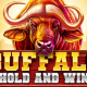 Buffalo Hold and Win